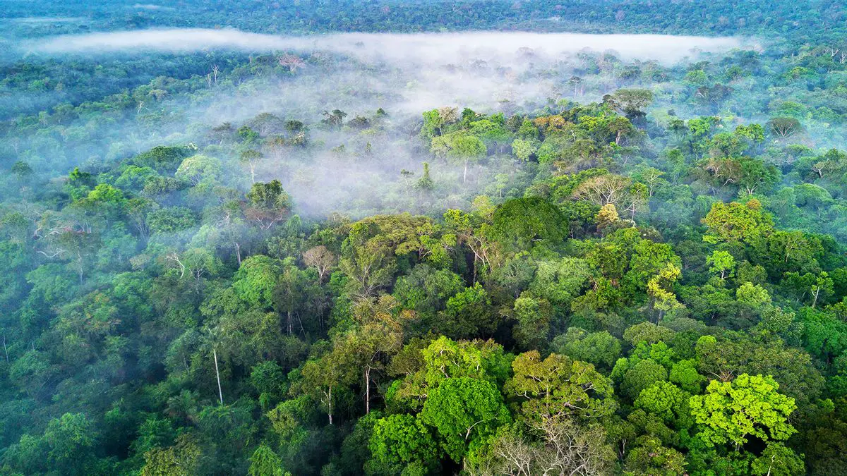 Foresta amazzonica in crisi