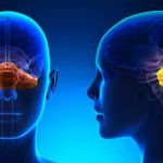 Medulloblastoma: scoperta dinamica che lo causa e la terapia