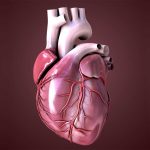 Cerotti cardiaci in 3d promuovono la rigenerazione del miocardio