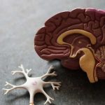 Malattia di alzheimer: rintracciate 11 varianti genetiche rare %malattia di alzheimer: rintracciate 11 varianti genetiche rarecount(title)% Malattia di alzheimer: rintracciate 11 varianti genetiche rare