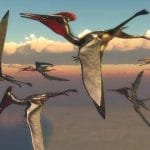 Gli pterosauri potrebbero essere stati in grado di volare appena schiusi