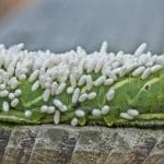 I virus possono uccidere le larve di vespa che vengono gestate all'interno di bruchi infetti