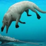 Le antiche balene avevano le zampe, scoperti nuovi fossili %le antiche balene avevano le zampe, scoperti nuovi fossilicount(title)% Le antiche balene avevano le zampe, scoperti nuovi fossili