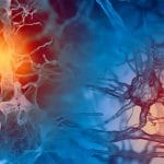 Irisina: l'ormone che conferisce benefici alle funzioni cognitive