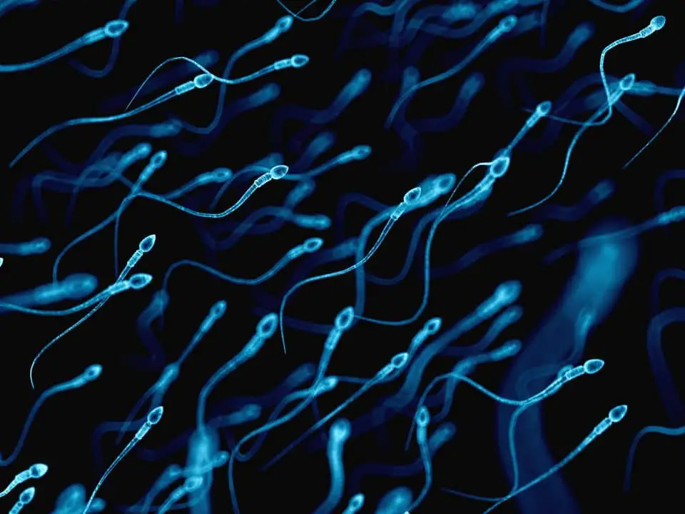 Sperma umano