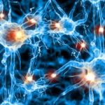 Degenerazione delle sinapsi: scoperto il meccanismo nell'alzheimer