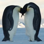 Pinguino imperatore: 98% delle colonie a rischio estinzione