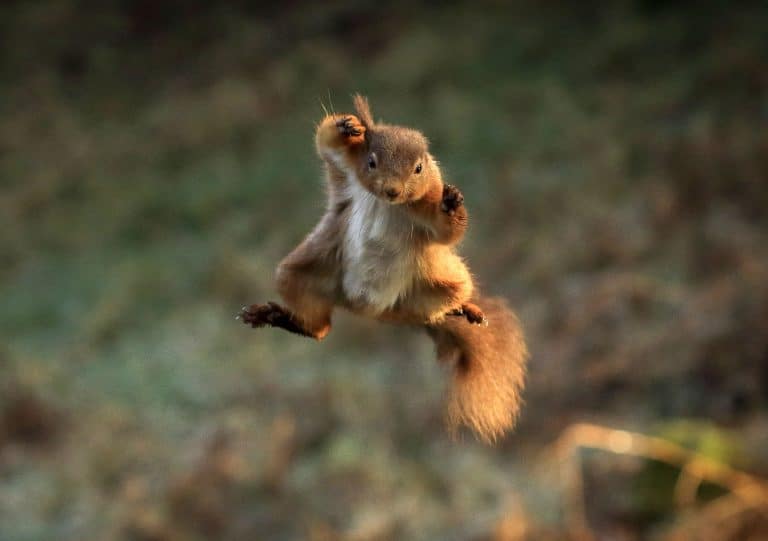 scoiattoli