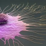 La proteina inm 201 promuove le metastasi del cancro al seno %la proteina inm 201 promuove le metastasi del cancro al senocount(title)% La proteina inm 201 promuove le metastasi del cancro al seno