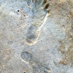 Umani nelle americhe: ci sarebbero arrivati 23000 anni fa