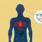 I batteri intestinali influenzano lo sviluppo del cervello %i batteri intestinali influenzano lo sviluppo del cervellocount(title)% I batteri intestinali influenzano lo sviluppo del cervello