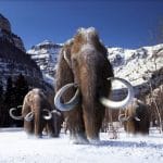 Il mammut lanoso tornerà? L'ingegneria genetica ha la risposta %il mammut lanoso tornerà? L'ingegneria genetica ha la rispostacount(title)% Il mammut lanoso tornerà? L'ingegneria genetica ha la risposta
