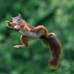 Scoiattoli campioni di parkour