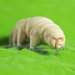 Tardigradi: la fisica dietro la loro lenta andatura %tardigradi: la fisica dietro la loro lenta andaturacount(title)% Tardigradi: la fisica dietro la loro lenta andatura