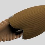Titanokorys gainesi: granchio vissuto 500 milioni di anni fa