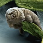 Tardigrada: trovato un fossile di 16 milioni di anni %tardigrada: trovato un fossile di 16 milioni di annicount(title)% Tardigrada: trovato un fossile di 16 milioni di anni