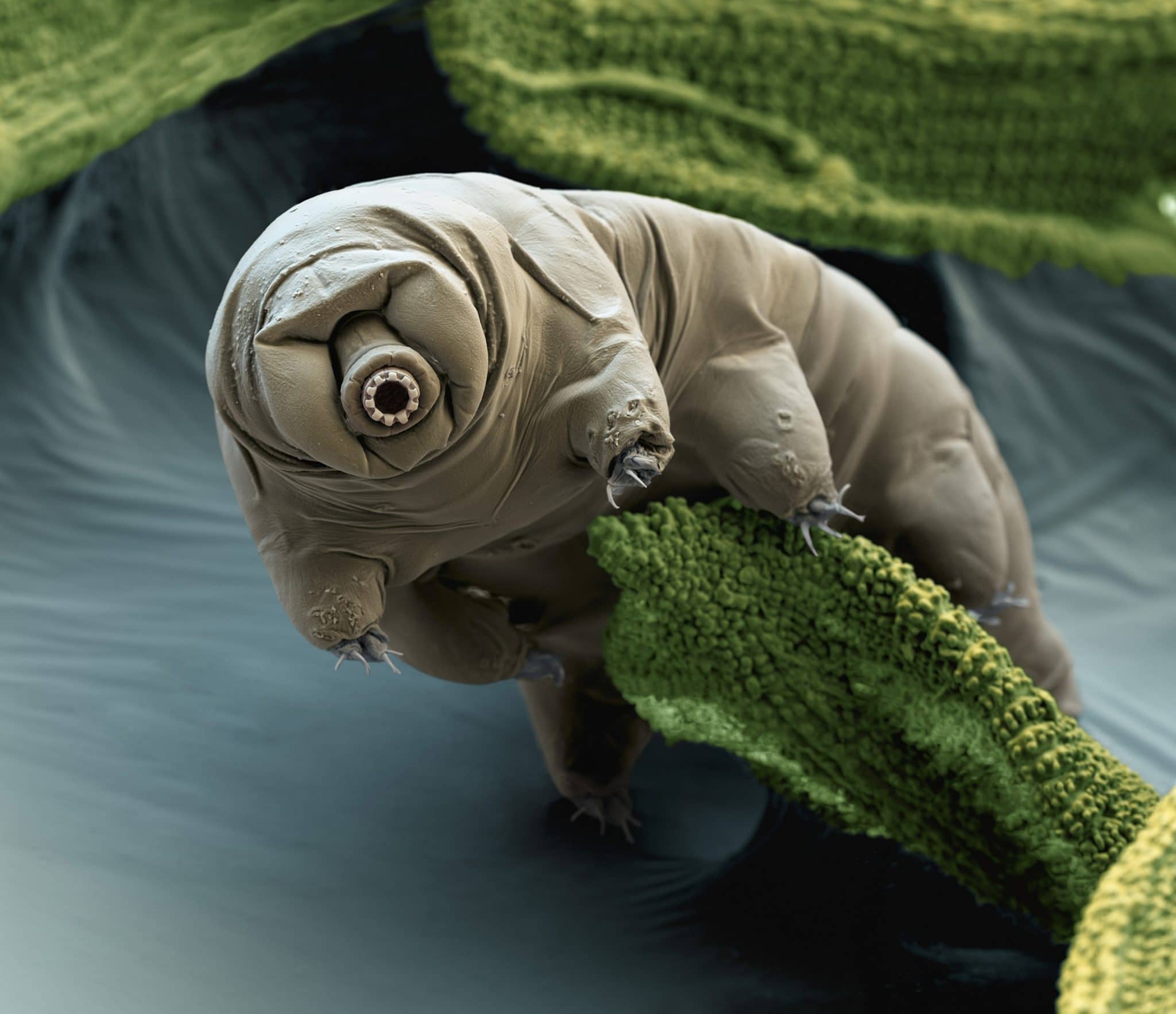 Tardigrada