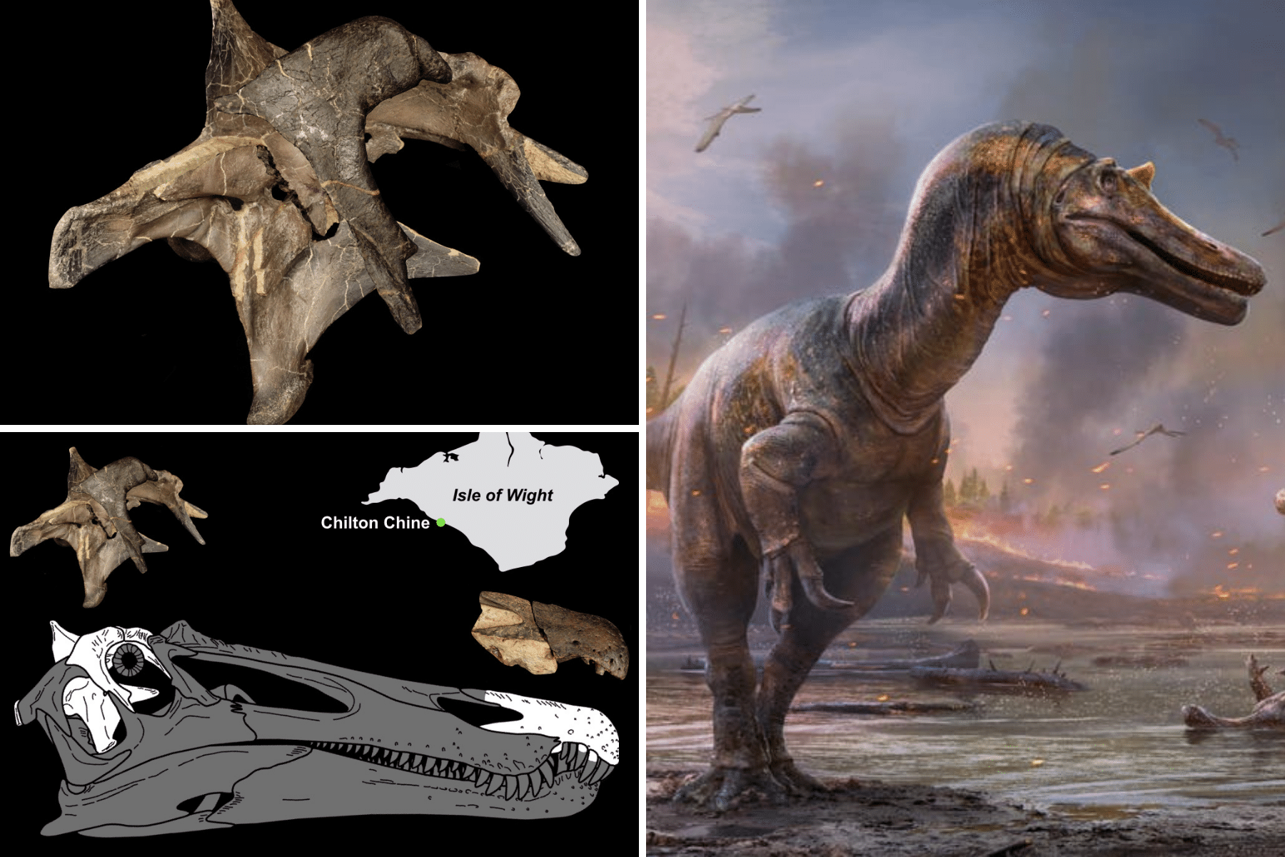 Nuove specie di dinosauri