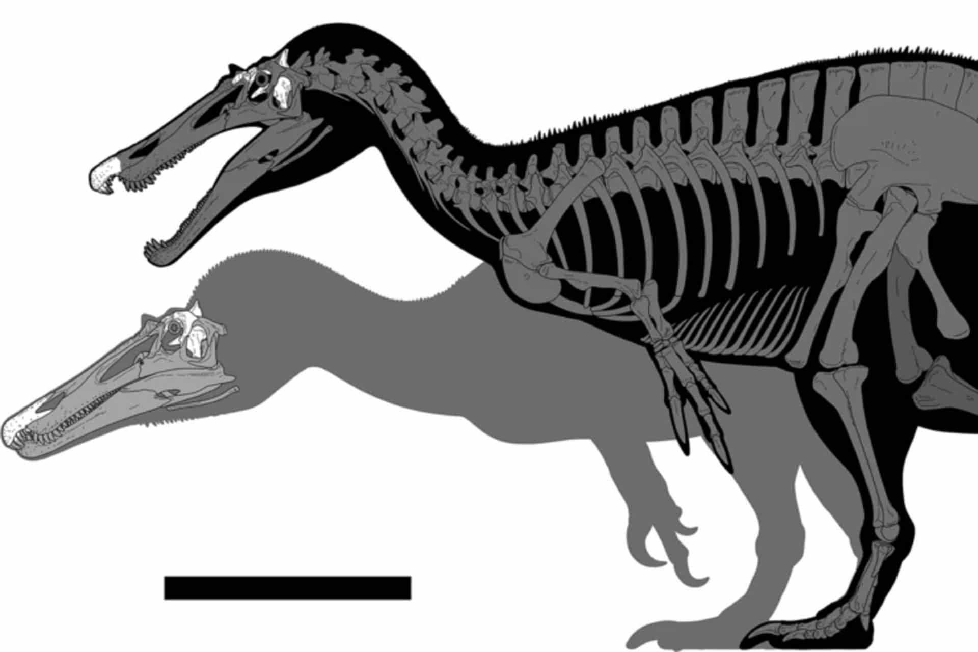 Nuove specie di dinosauri