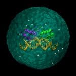 Lo stress cellulare è la causa di una scarsa risposta alla chemio? %lo stress cellulare è la causa di una scarsa risposta alla chemio? count(title)% Lo stress cellulare è la causa di una scarsa risposta alla chemio?