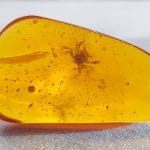 Un tesoro della preistoria: scoperto un fossile antico di 450 milioni di anni conservato in "oro degli sciocchi" %un tesoro della preistoria: scoperto un fossile antico di 450 milioni di anni conservato in "oro degli sciocchi"count(title)% Un tesoro della preistoria: scoperto un fossile antico di 450 milioni di anni conservato in "oro degli sciocchi"