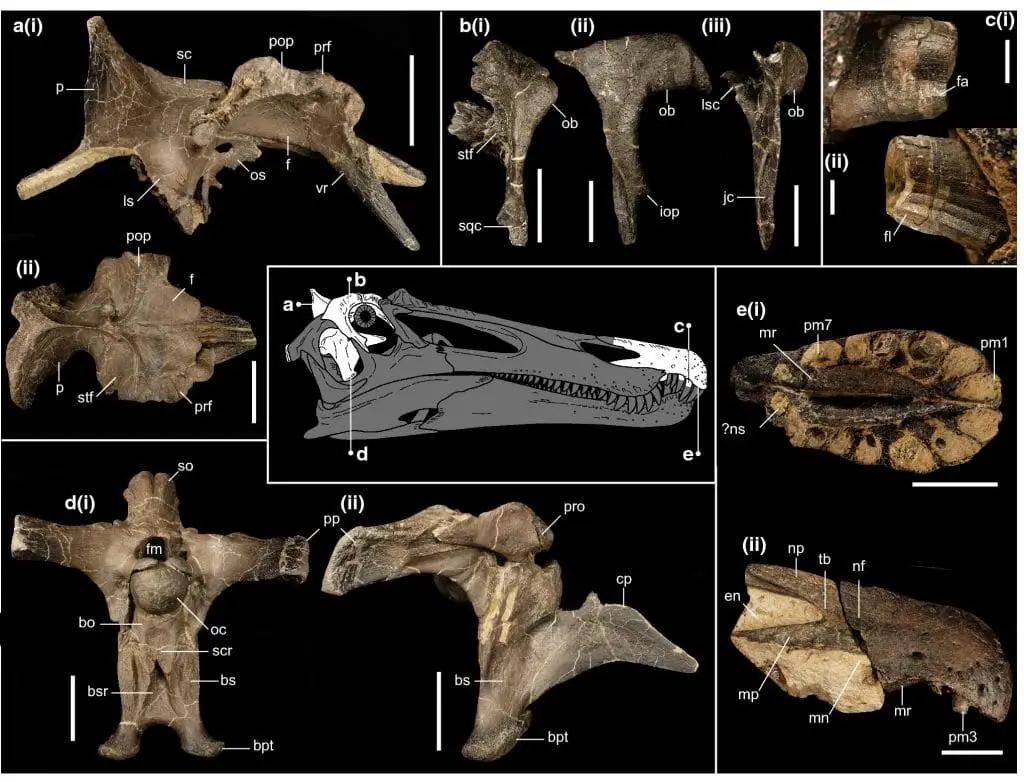 Nuove specie di dinosauri