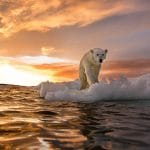 Plesionectes longicollum: il rettile dal super-collo spunta dopo 183 milioni di anni %plesionectes longicollum: il rettile dal super-collo spunta dopo 183 milioni di annicount(title)% Plesionectes longicollum: il rettile dal super-collo spunta dopo 183 milioni di anni