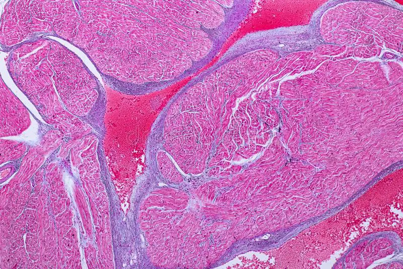 Come rigenerare le cellule che promuovono il battito cardiaco