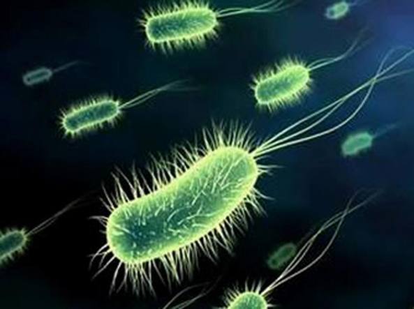 Engineered bacteria