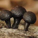 I funghi possono essere cruciali per immagazzinare carbonio %i funghi possono essere cruciali per immagazzinare carboniocount(title)% I funghi possono essere cruciali per immagazzinare carbonio