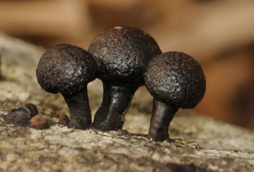 Funghi