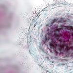 Cellule senescenti: eliminarle allevia i sintomi del diabete t2 %cellule senescenti: eliminarle allevia i sintomi del diabete t2count(title)% Cellule senescenti: eliminarle allevia i sintomi del diabete t2