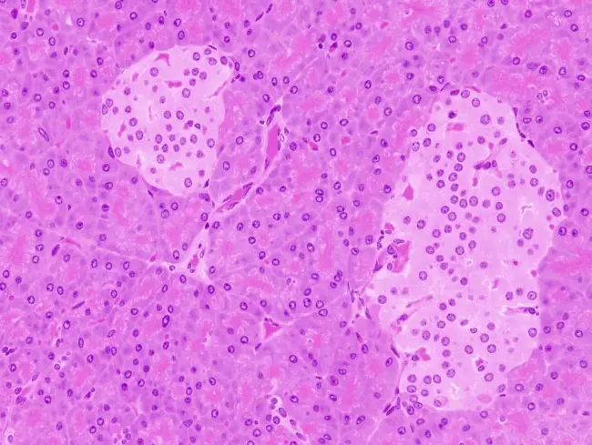 Cellule pancreatiche