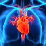 Cellule progenitrici cardiache generano tessuto sano dopo l'infarto %cellule progenitrici cardiache generano tessuto sano dopo l'infartocount(title)% Cellule progenitrici cardiache generano tessuto sano dopo l'infarto