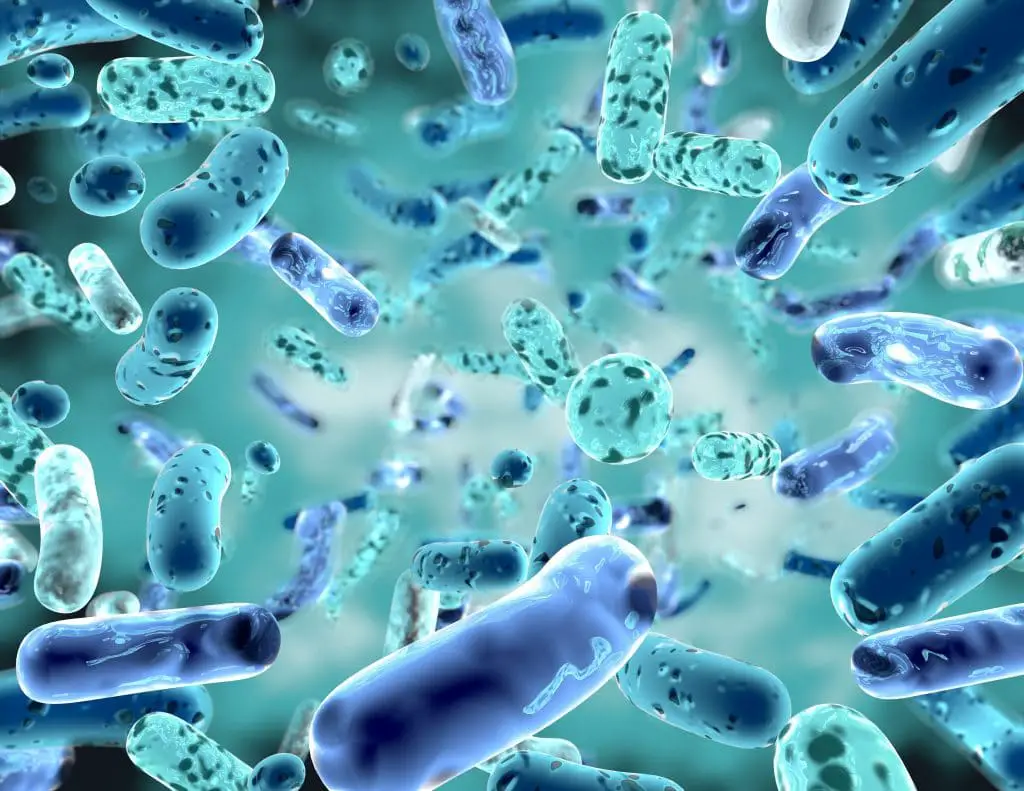Engineered bacteria