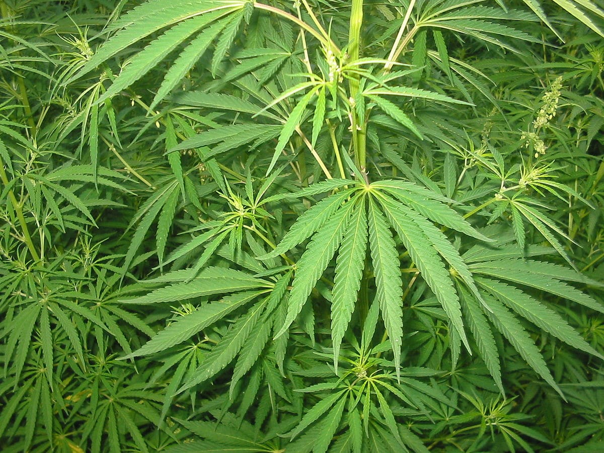 Avvelenamento da cannabis, legalizzare la marijuana