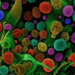 La cannabis influisce sul numero e la motilità degli spermatozoi %la cannabis influisce sul numero e la motilità degli spermatozoicount(title)% La cannabis influisce sul numero e la motilità degli spermatozoi