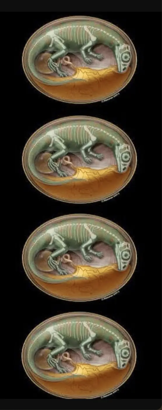 Embrione di dinosauro