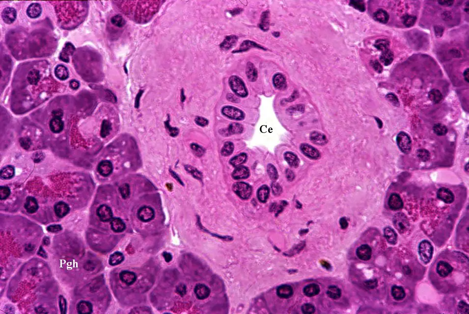 Cellule pancreatiche