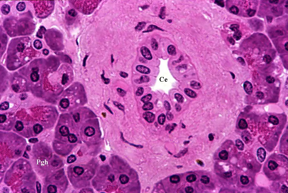 Cellule pancreatiche 