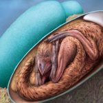 Embrione di dinosauro di oltre 66 milioni di anni fa %embrione di dinosauro di oltre 66 milioni di anni facount(title)% Embrione di dinosauro di oltre 66 milioni di anni fa