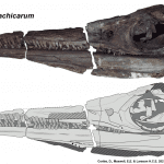 Fossile di ittiosauro di oltre 246 milioni di anni fa %fossile di ittiosauro di oltre 246 milioni di anni facount(title)% Fossile di ittiosauro di oltre 246 milioni di anni fa