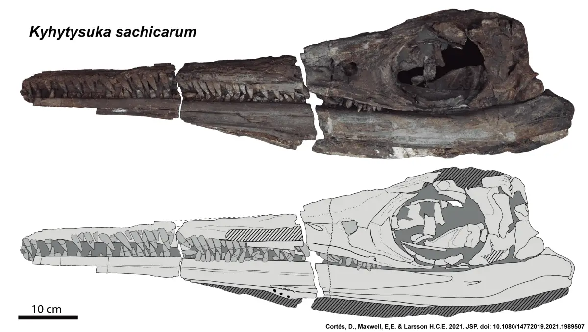 Fossile di ittiosauro