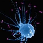 Sistema immunitario: potenziarlo per combattere il cancro