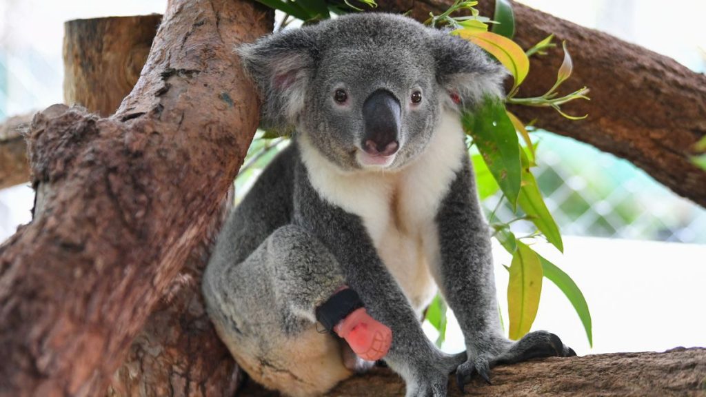 I koala sono ufficialmente in pericolo