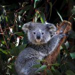 I koala sono in pericolo d'estinzione ufficialmente dal 2022
