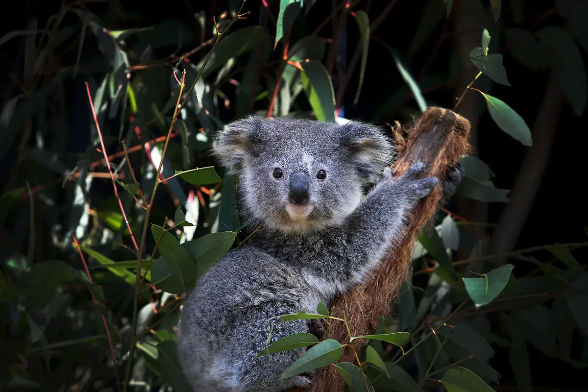 I koala sono ufficialmente in pericolo