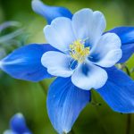 Evoluzione: un curioso cambiamento nei fiori