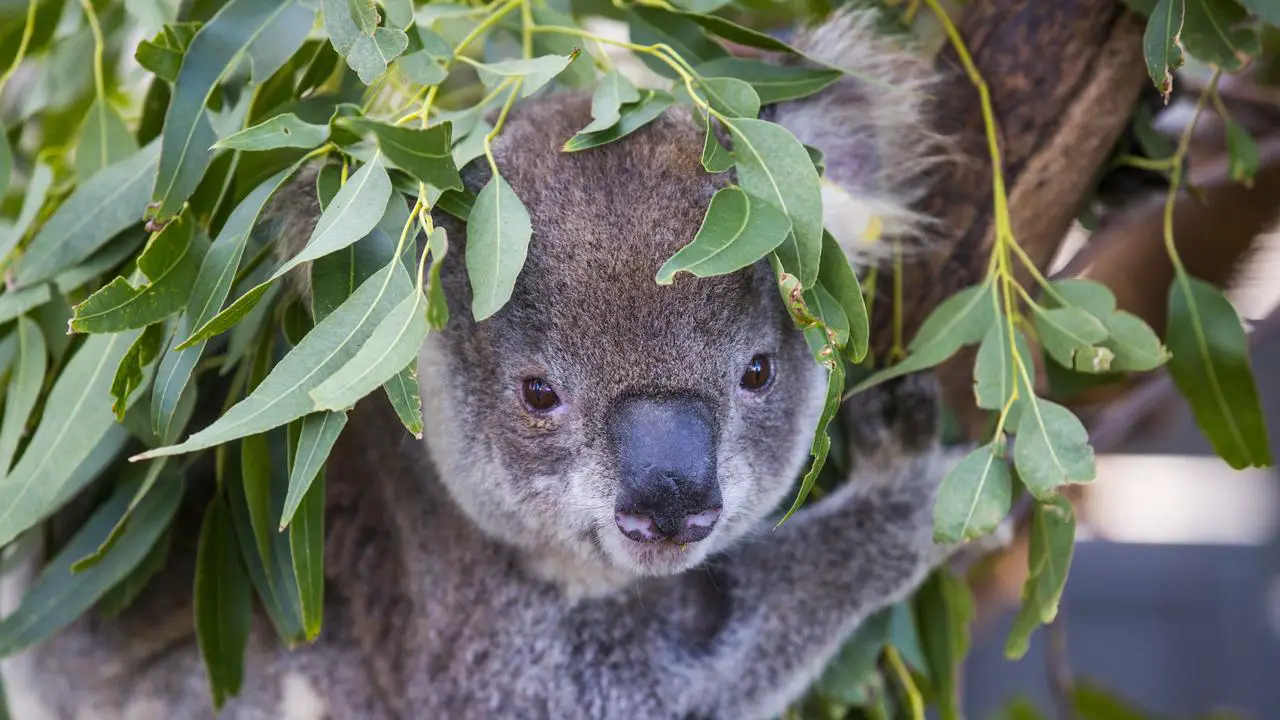 I koala sono ufficialmente in pericolo