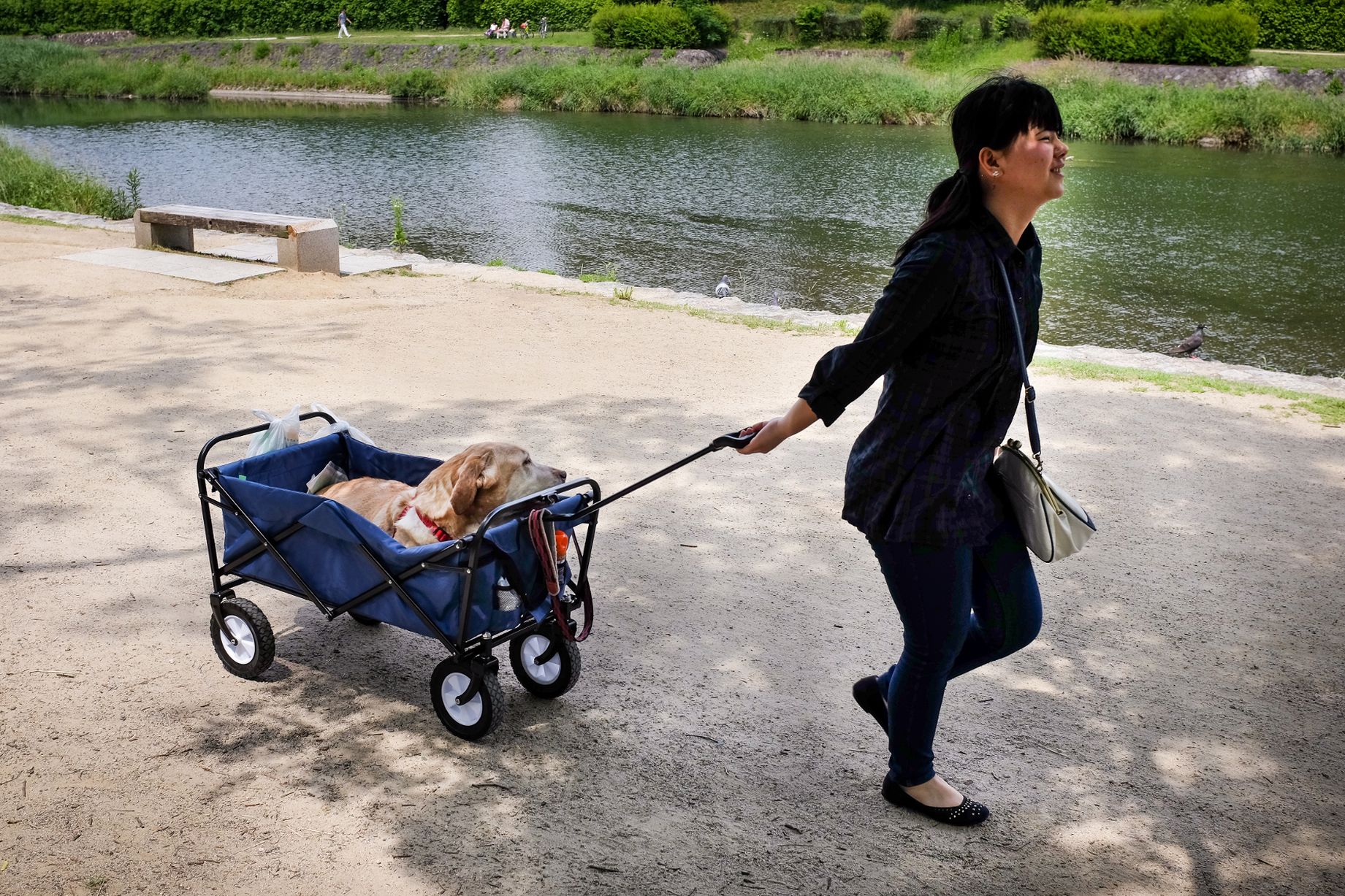 Proprietari anziani di cani